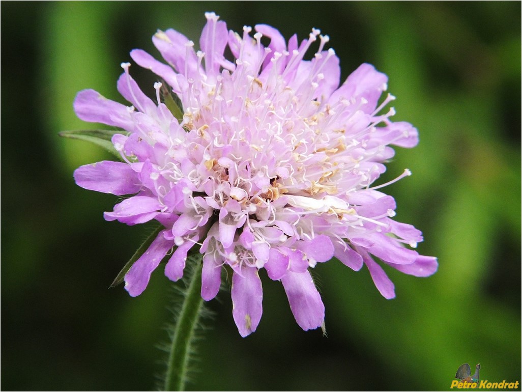 Изображение особи Knautia dipsacifolia.