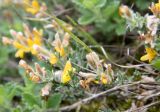 Genista albida. Ветвь цветущего кустарничка. Крым, г. Чатырдаг, нижнее плато яйлы, петрофитная луговая степь. 16.06.2017.