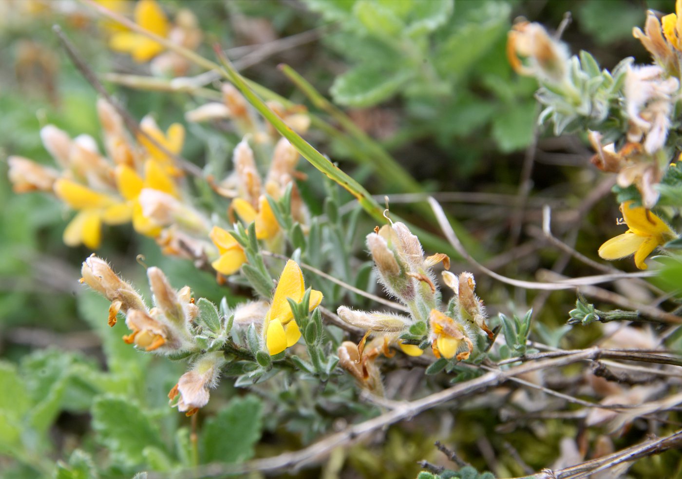 Изображение особи Genista albida.