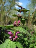 Lamium maculatum