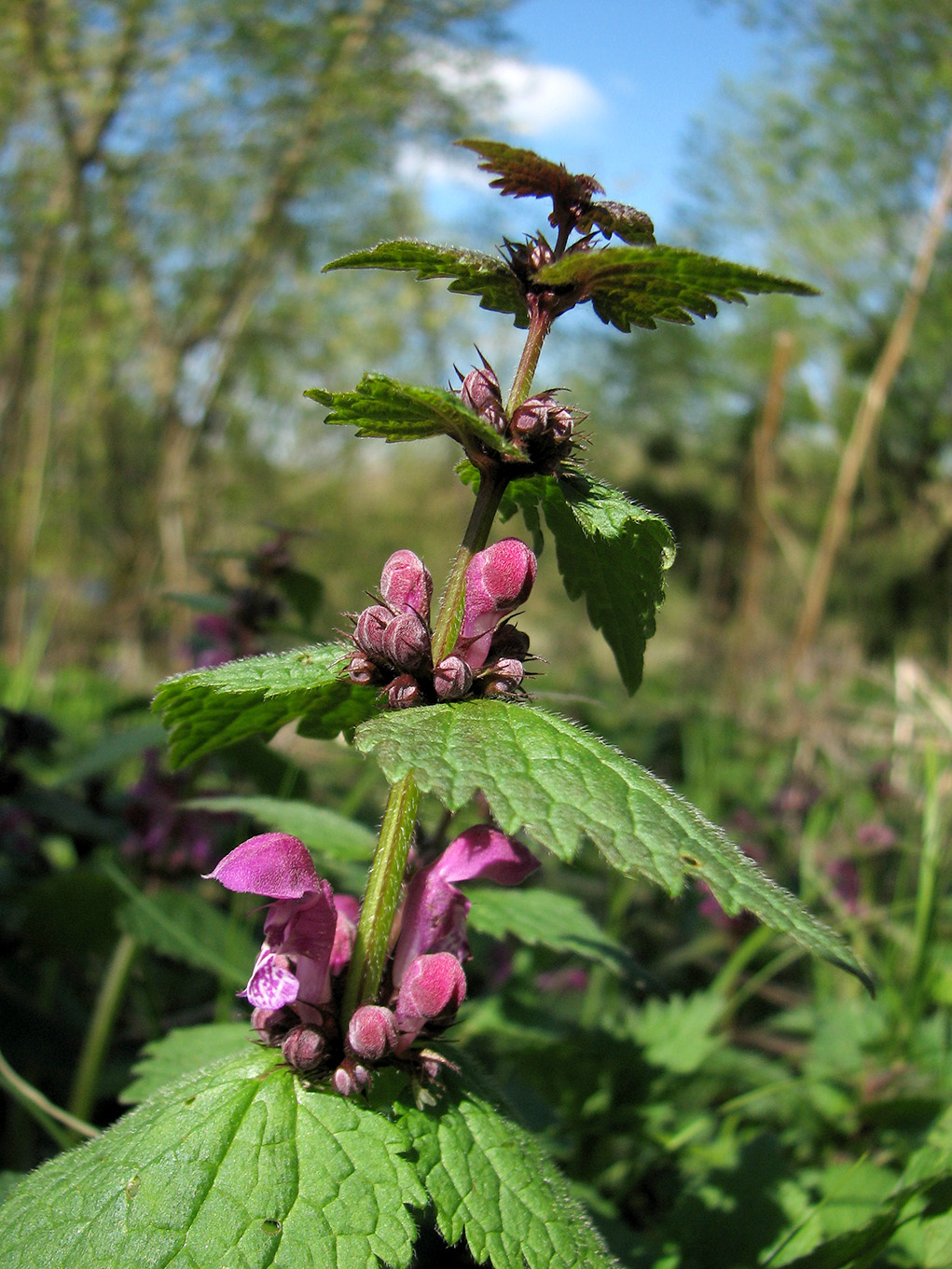 Image of Lamium maculatum specimen.