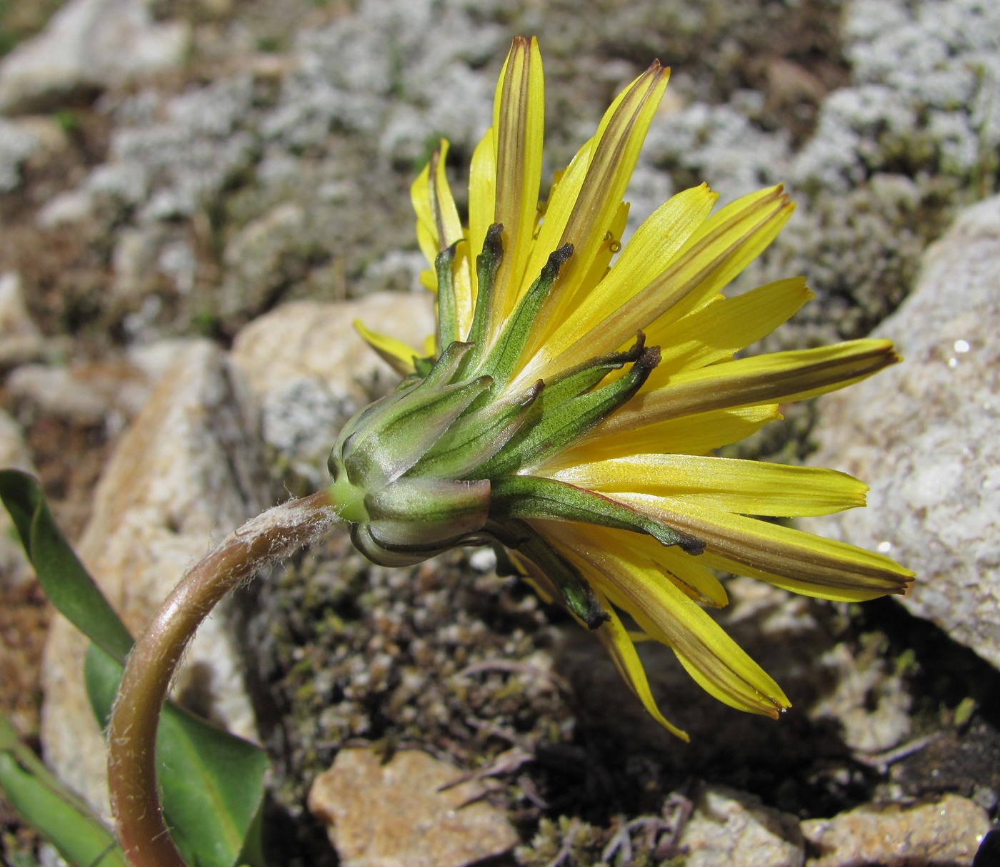 Изображение особи Taraxacum stevenii.