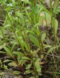 Myosotis nemorosa