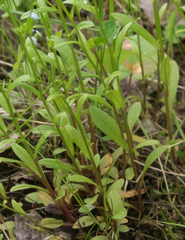 Image of Myosotis nemorosa specimen.