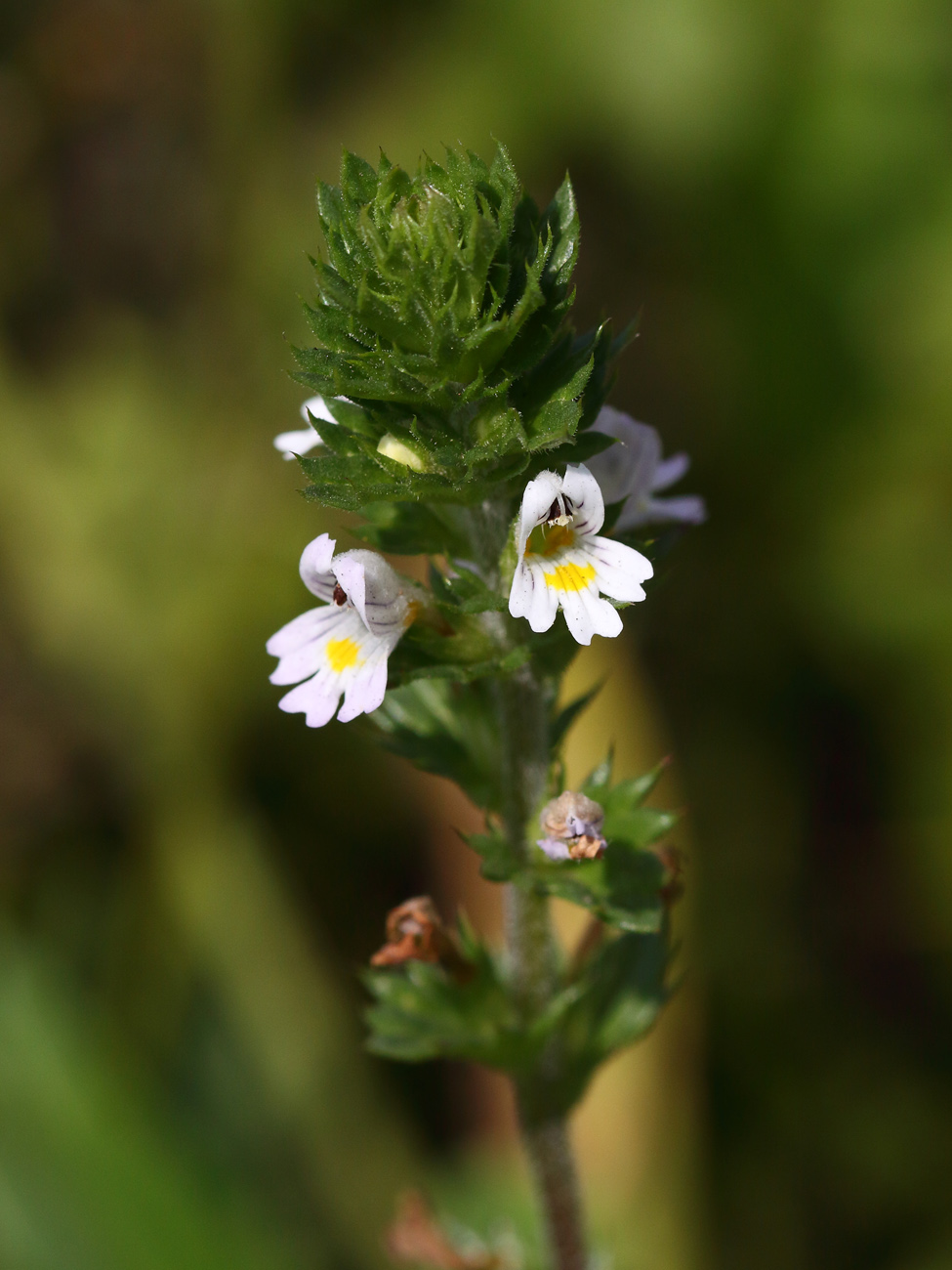 Изображение особи Euphrasia brevipila.