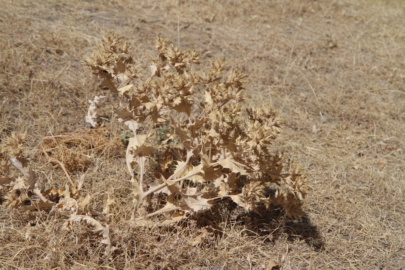 Image of Cousinia horridula specimen.