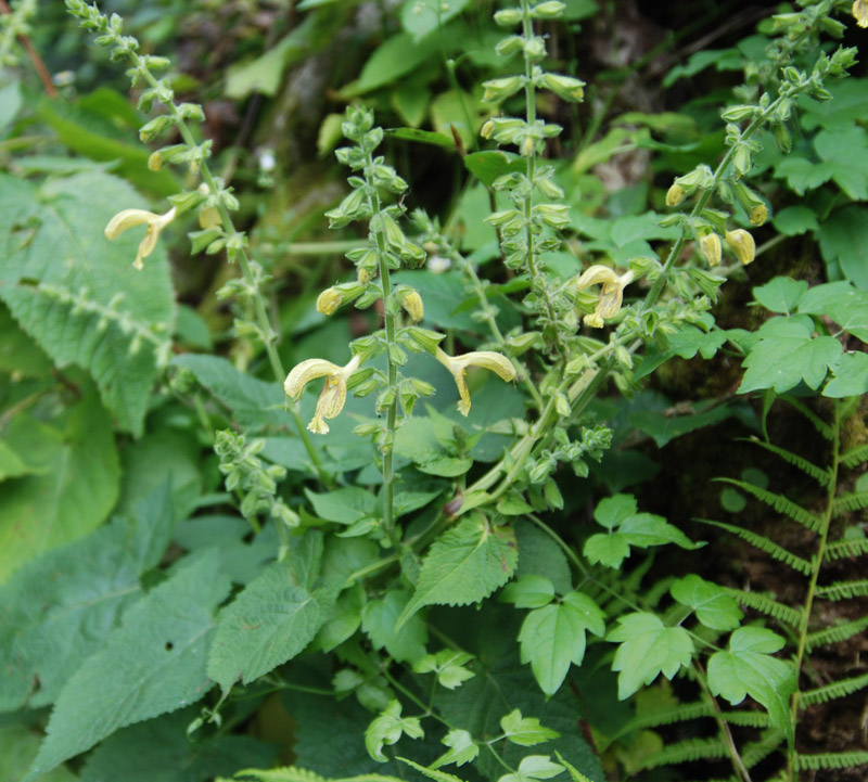 Изображение особи Salvia glutinosa.