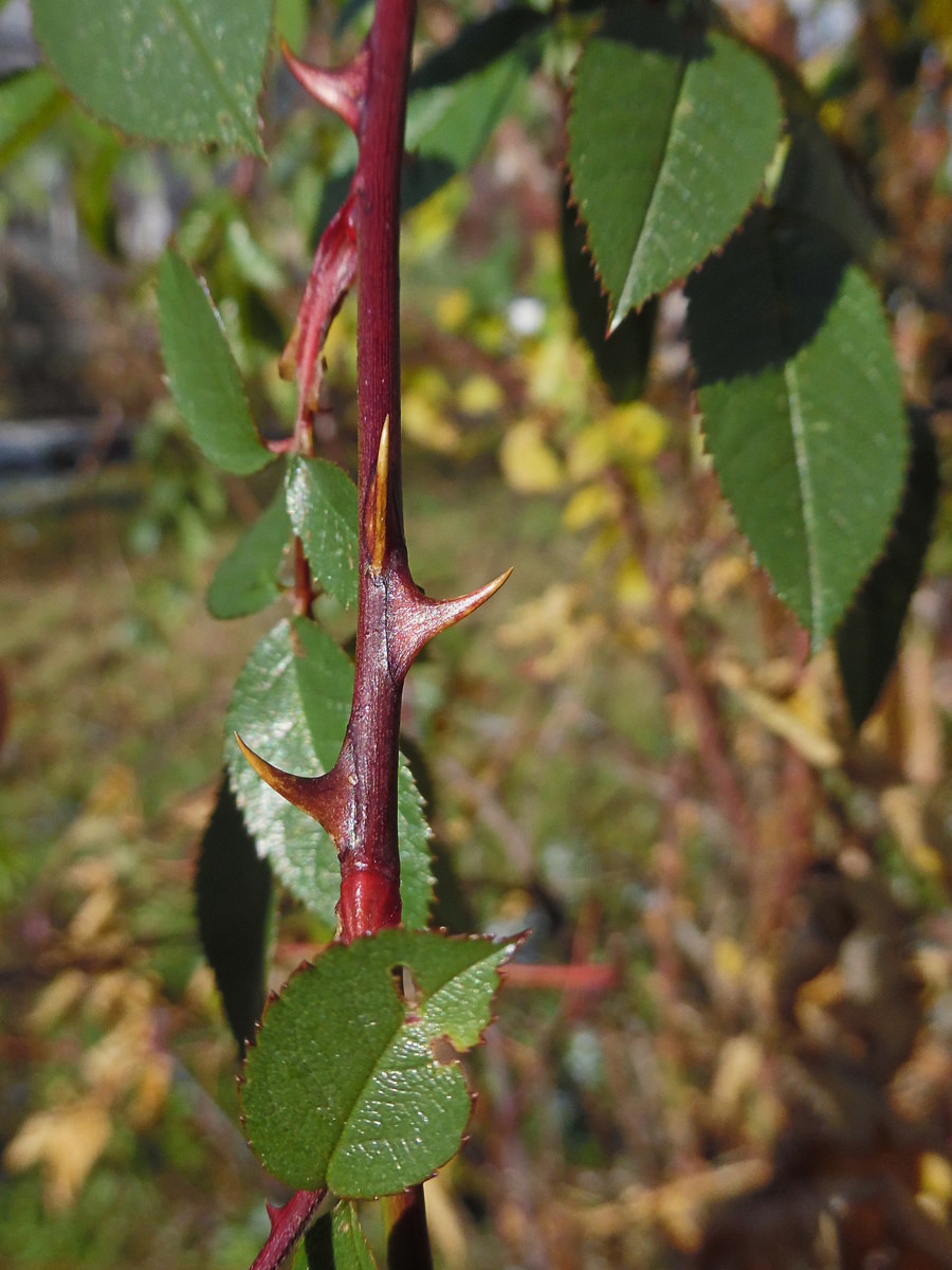 Image of Rosa canina specimen.