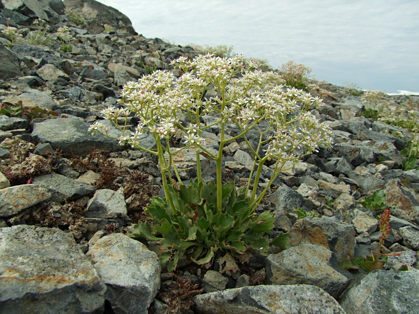 Изображение особи Micranthes punctata.