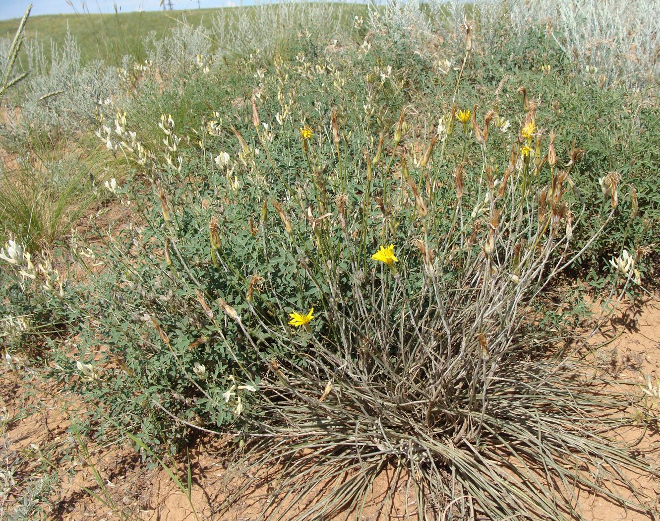 Image of genus Scorzonera specimen.