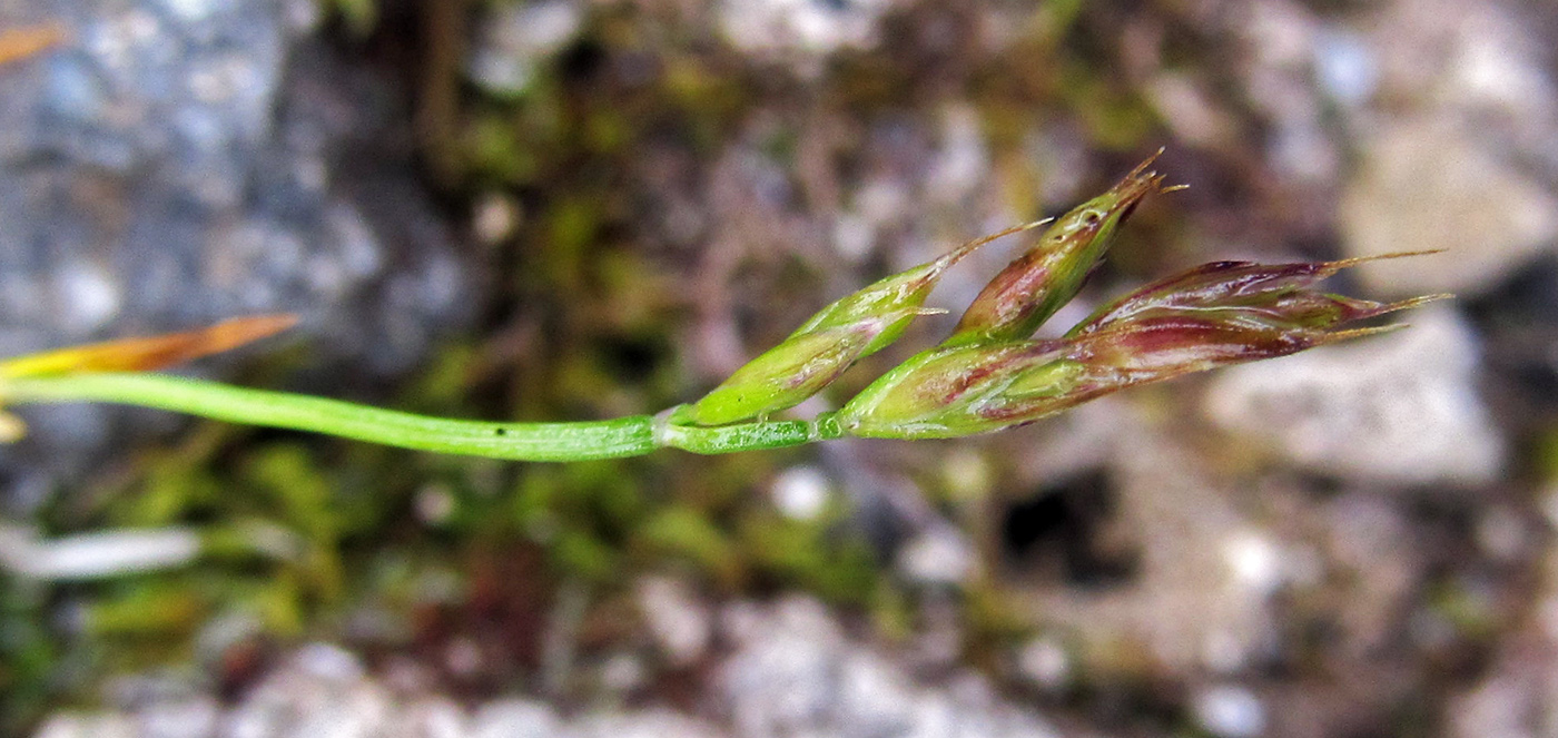 Image of Festuca brevissima specimen.