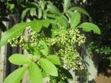 Schinus terebinthifolia. Соцветия и листья. Австралия, г. Брисбен, уличное озеленение. 27.02.2016.