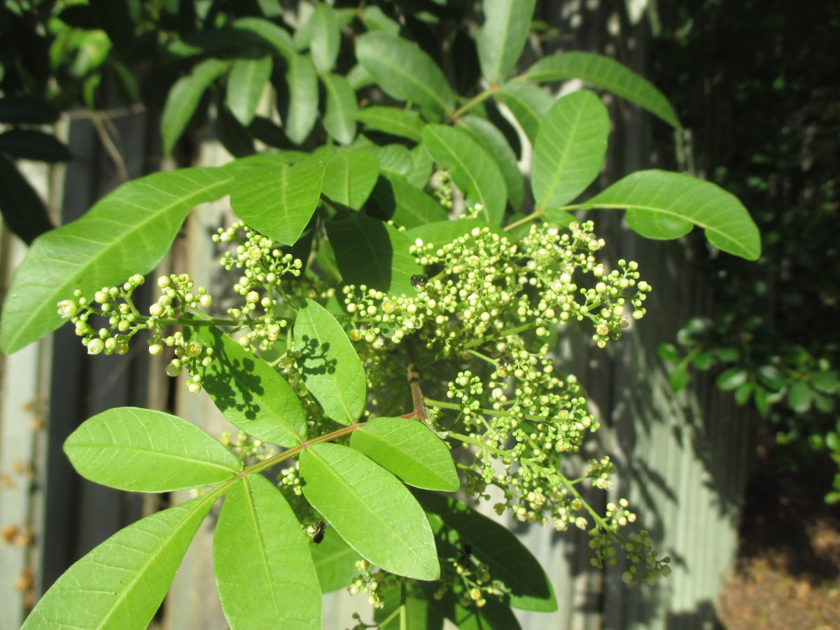 Изображение особи Schinus terebinthifolia.