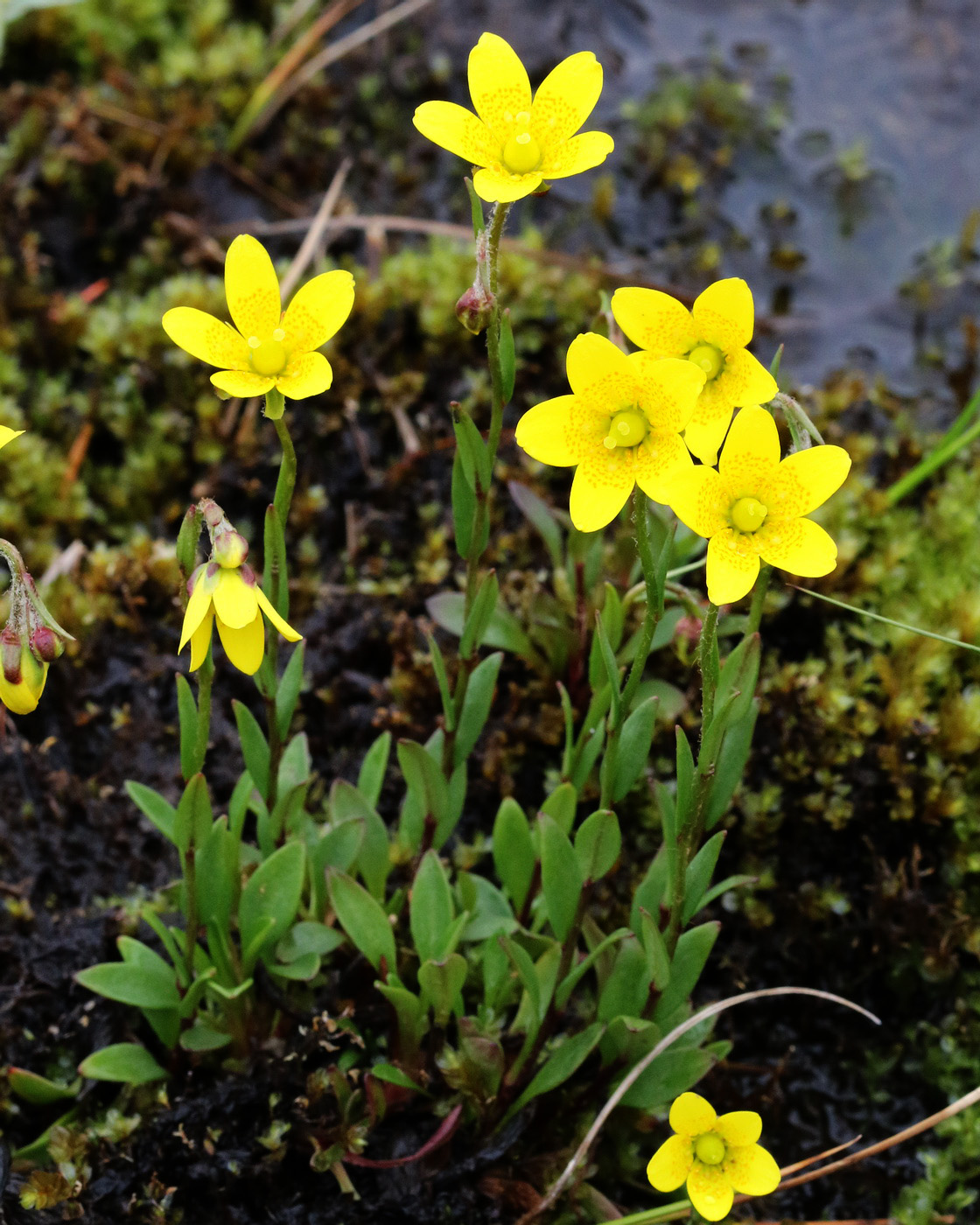 Изображение особи Saxifraga hirculus.