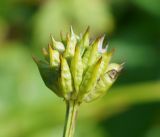 Trollius riederianus