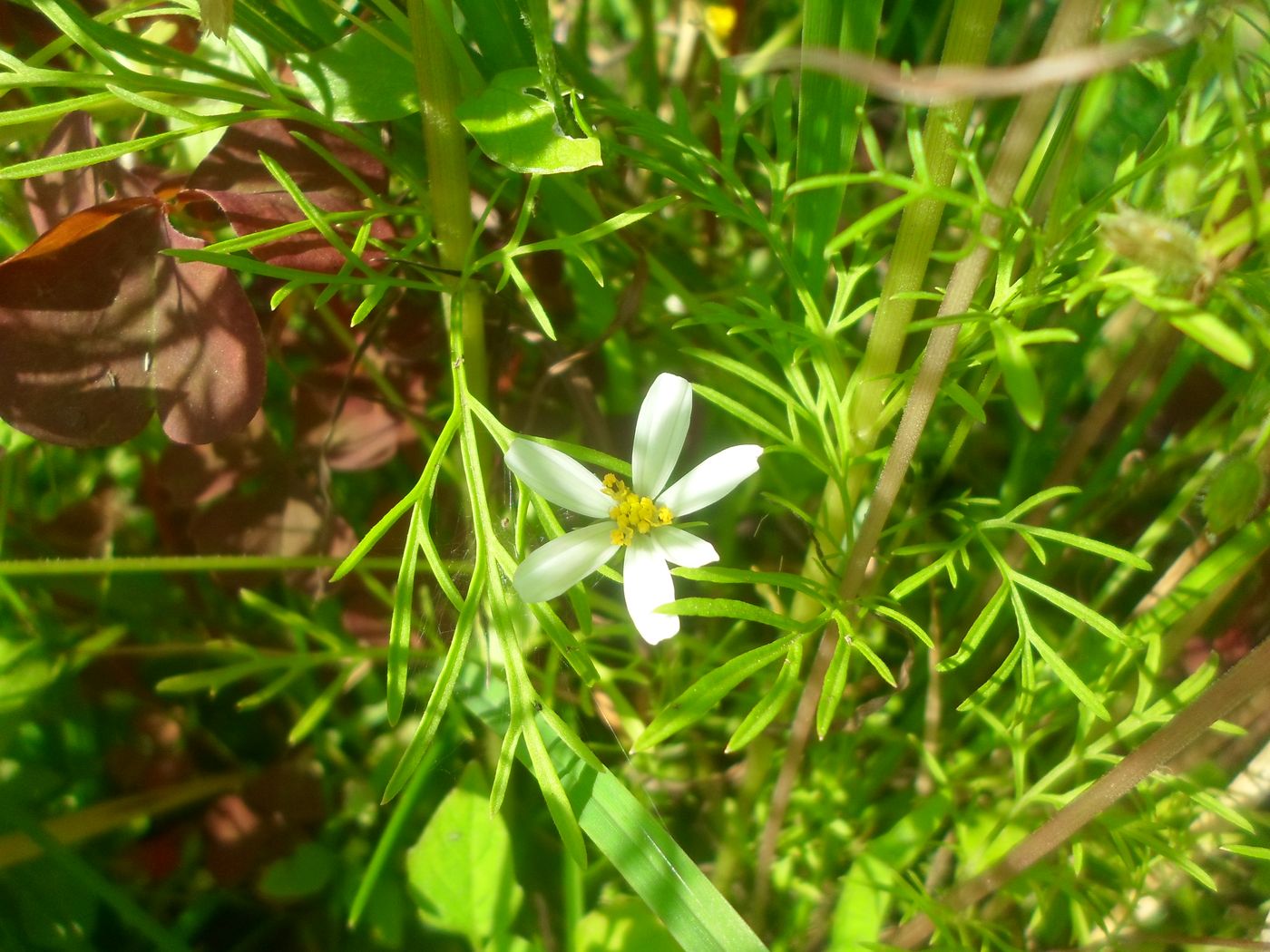 Изображение особи Cosmos bipinnatus.