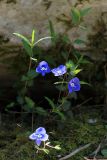 Veronica umbrosa