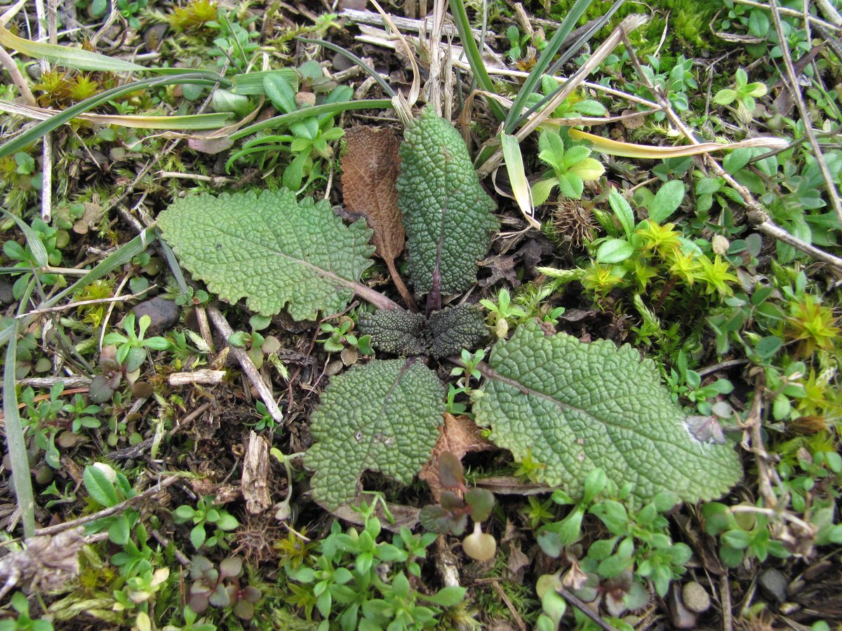 Изображение особи Salvia tesquicola.