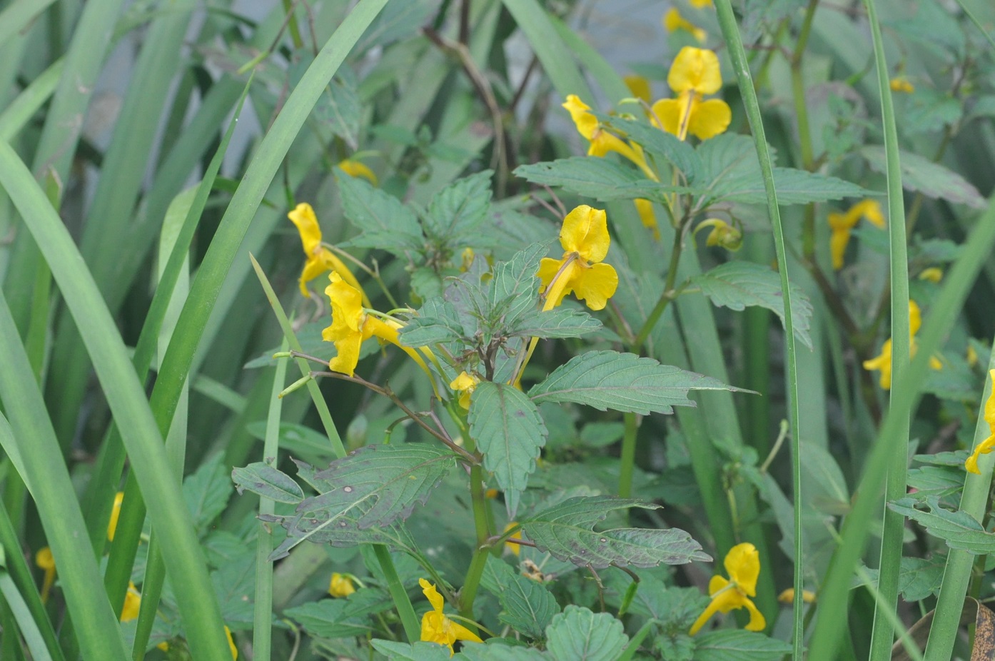 Изображение особи род Impatiens.