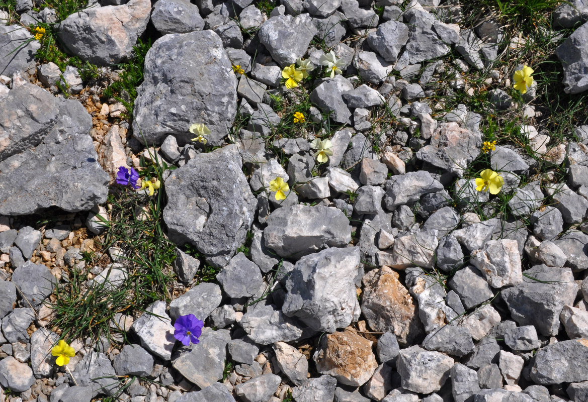 Image of Viola oreades specimen.