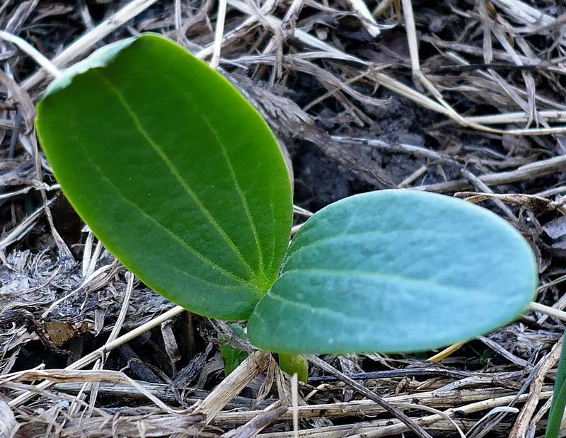 Изображение особи Echinocystis lobata.