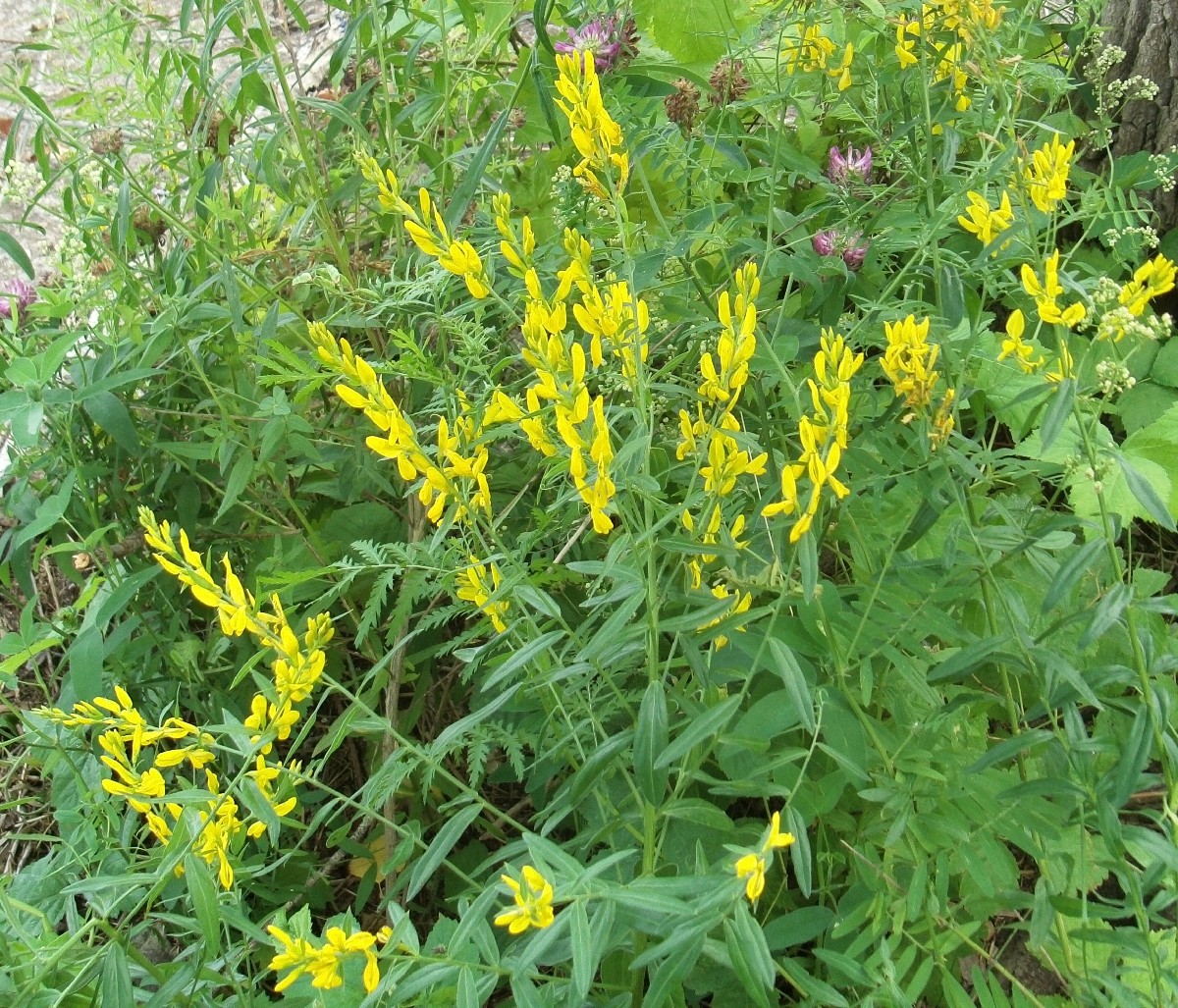 Image of Genista tinctoria specimen.