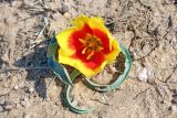 Tulipa korolkowii. Цветущее растение на лёгкой песчаной почве. Узбекистан, Ташкентская обл., Кибрайский р-н, предгорья хр. Каржантау севернее пос. Майский, на склонах холмов у карьеров белого кварцевого песка в окр. кирпичного завода. 18.03.2018.