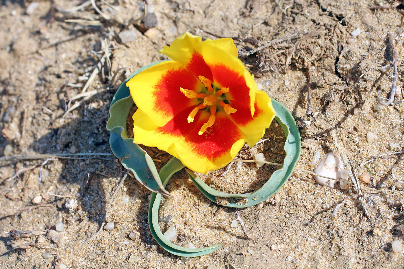 Image of Tulipa korolkowii specimen.