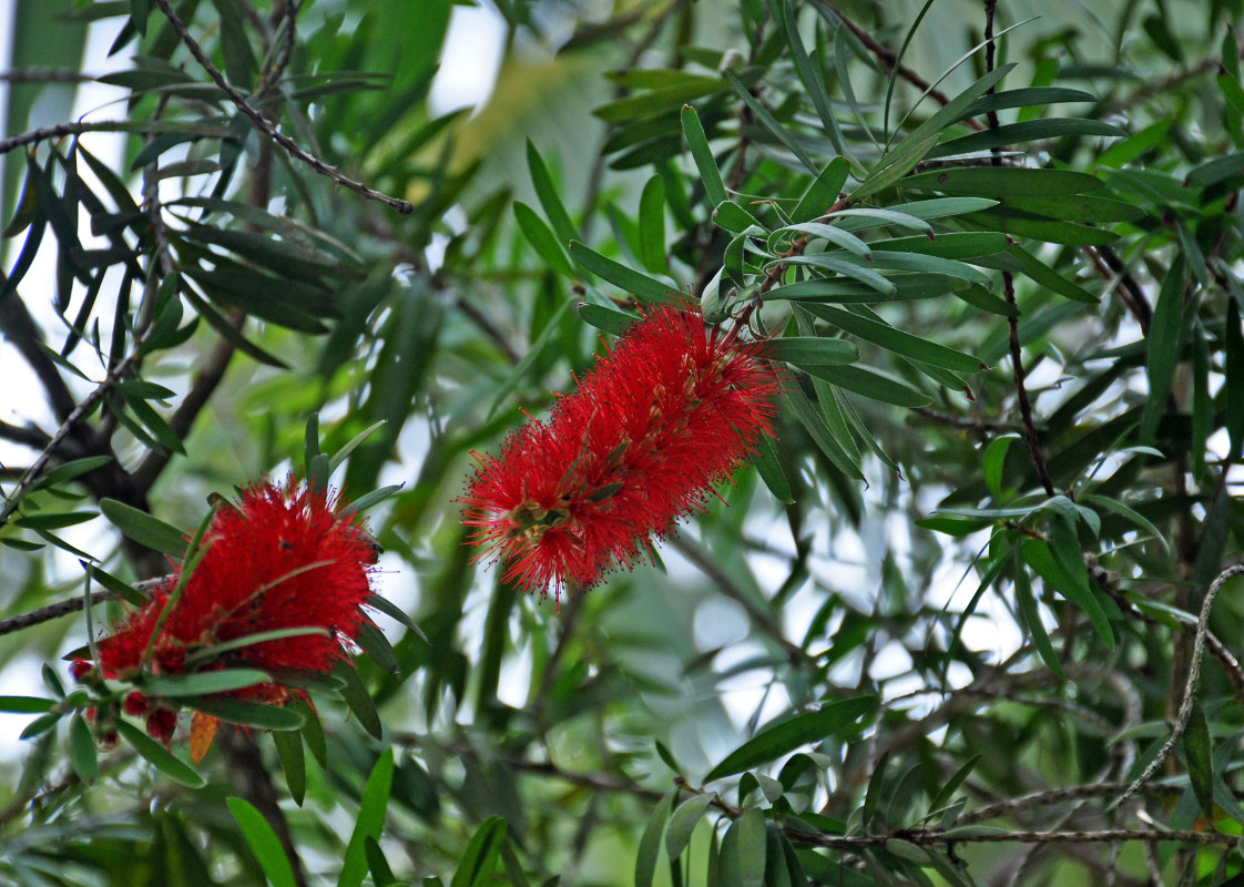 Image of Callistemon citrinus specimen.