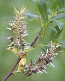 Salix starkeana