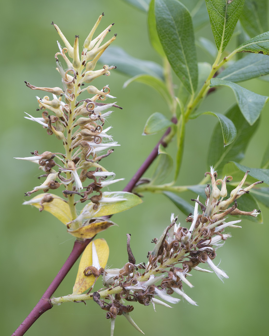 Image of Salix starkeana specimen.