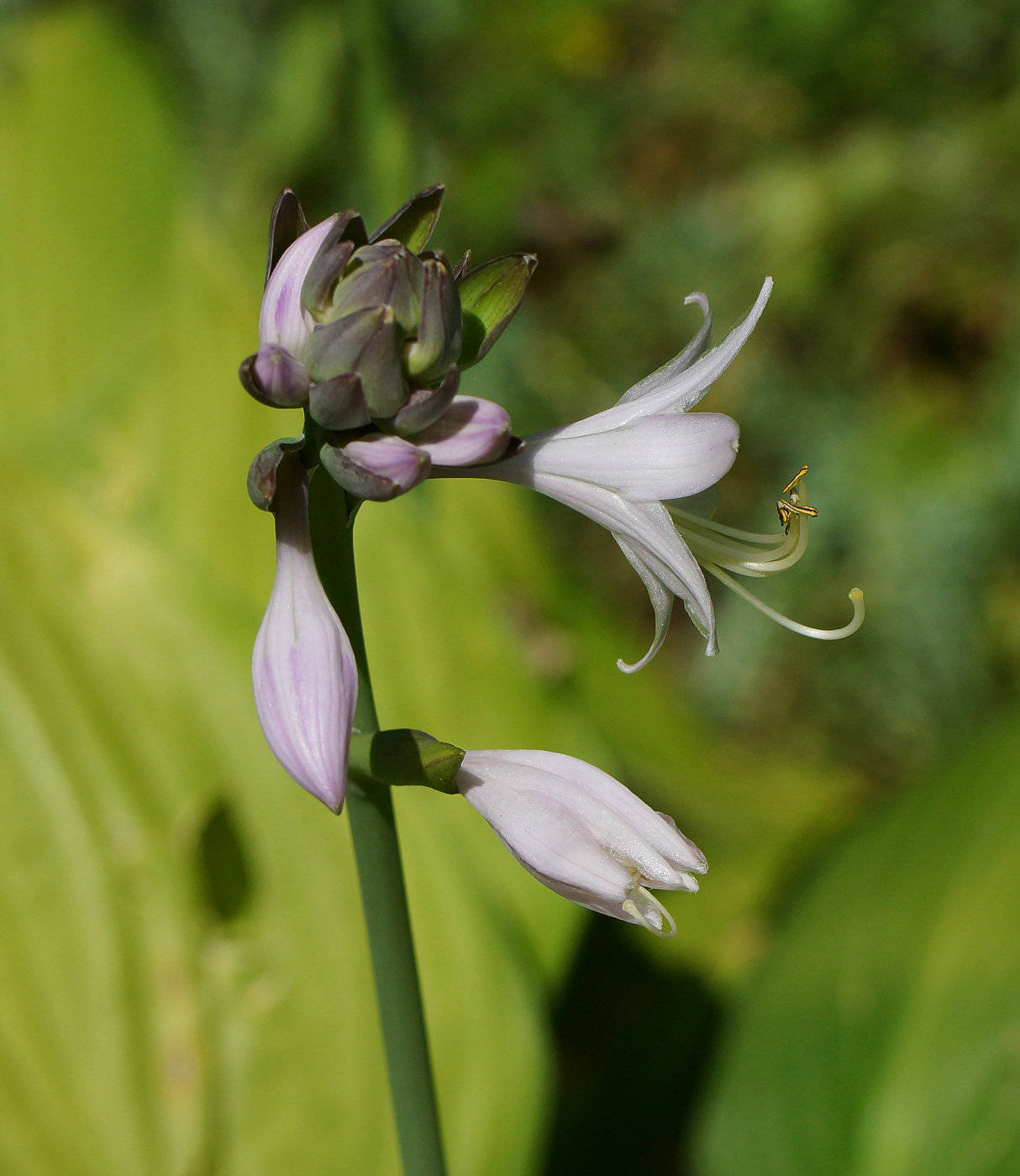 Изображение особи род Hosta.