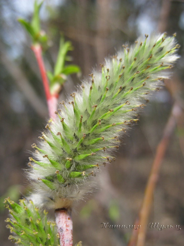 Изображение особи Salix acutifolia.