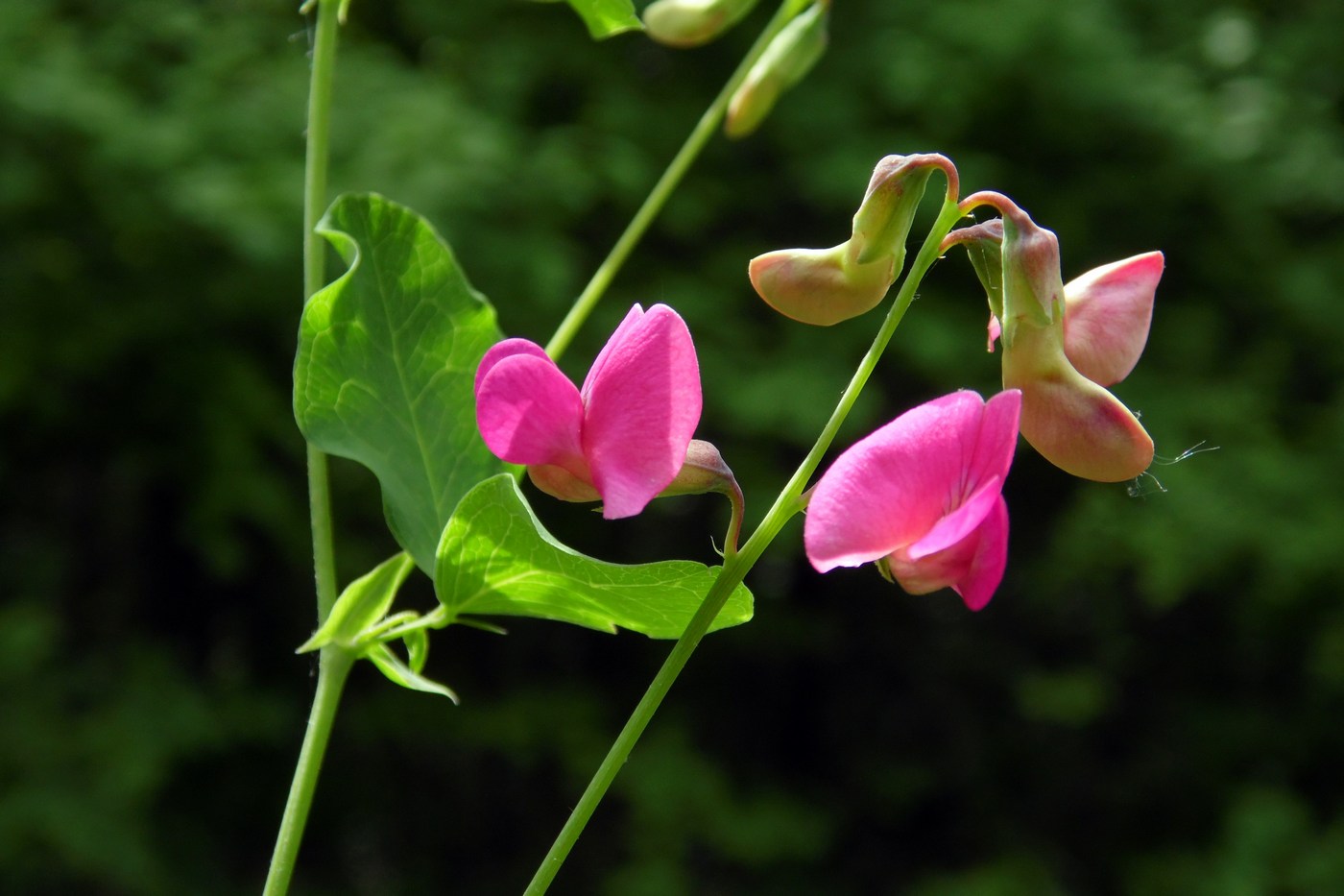 Изображение особи Lathyrus roseus.