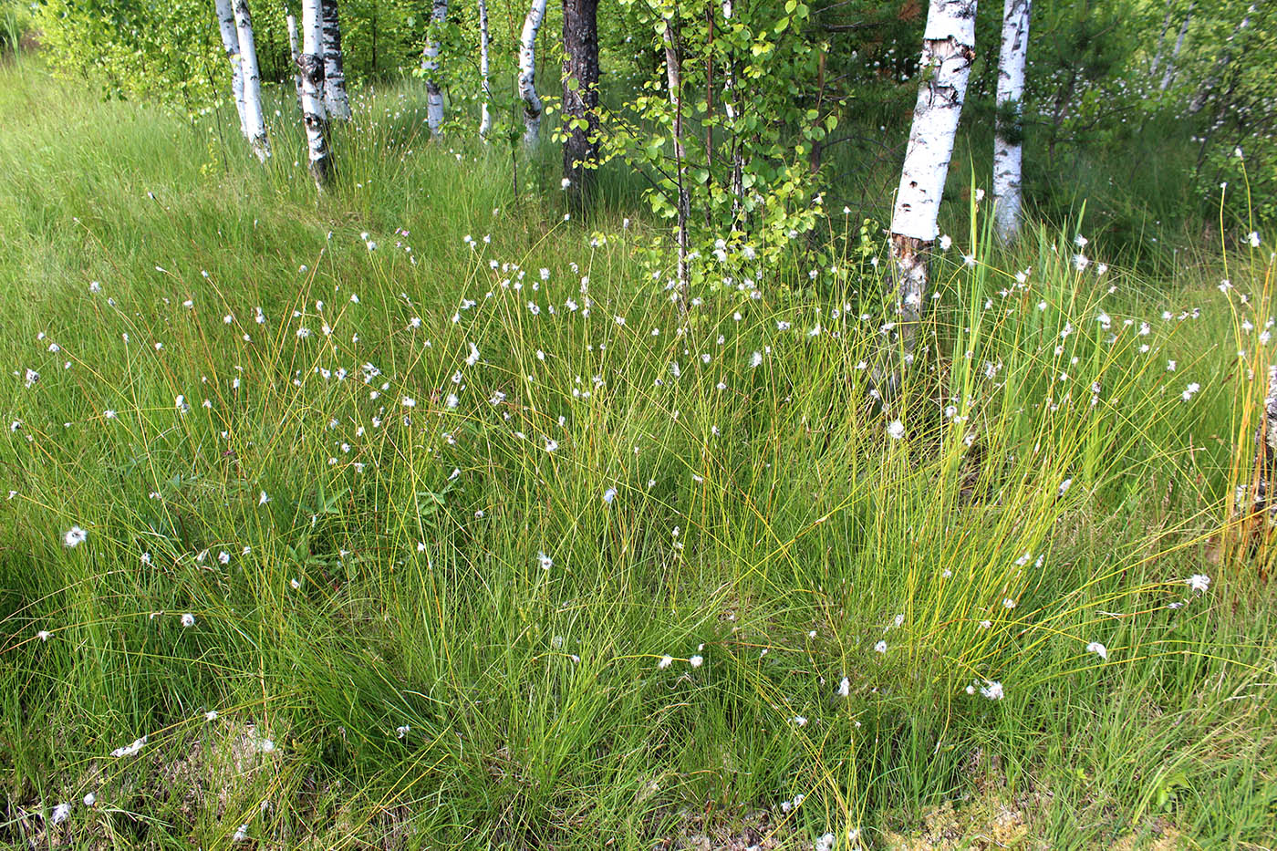 Изображение особи Eriophorum vaginatum.