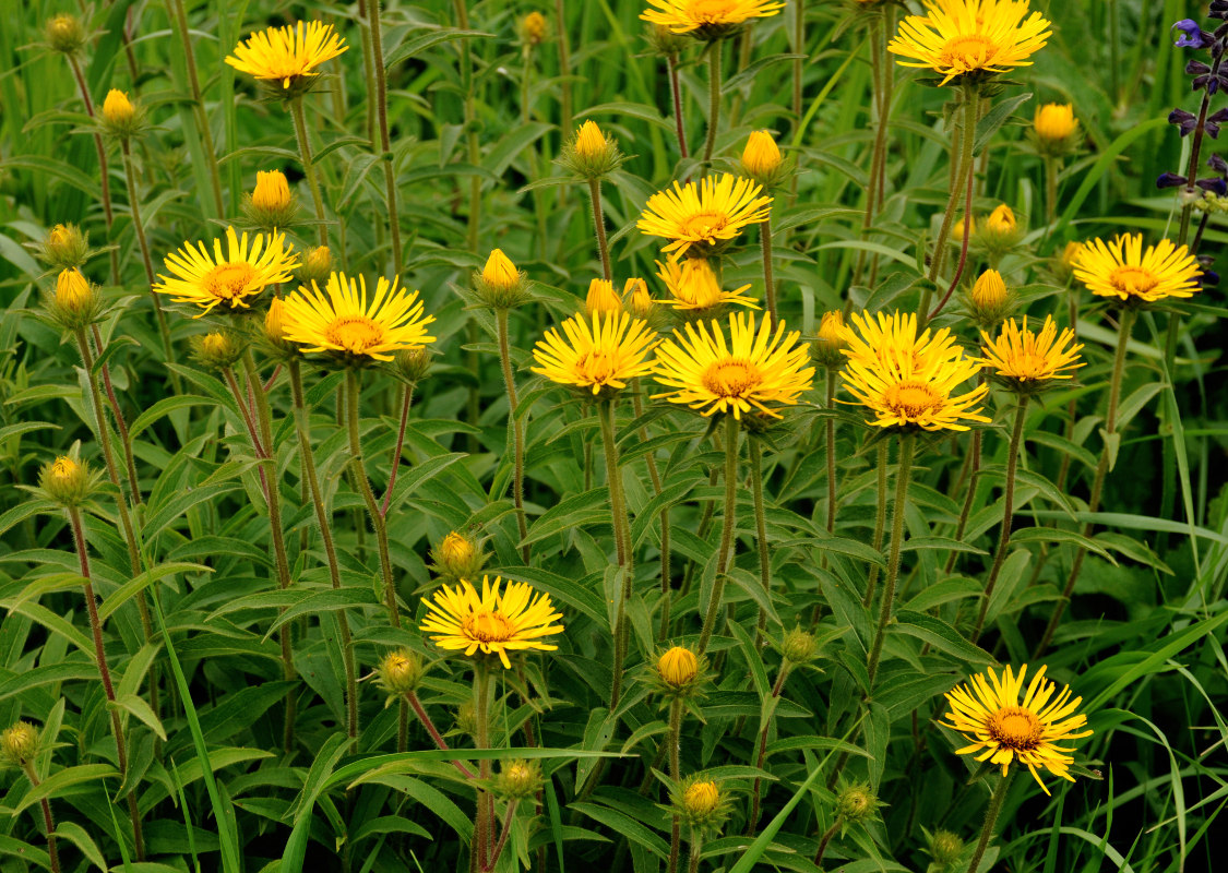 Image of Inula hirta specimen.