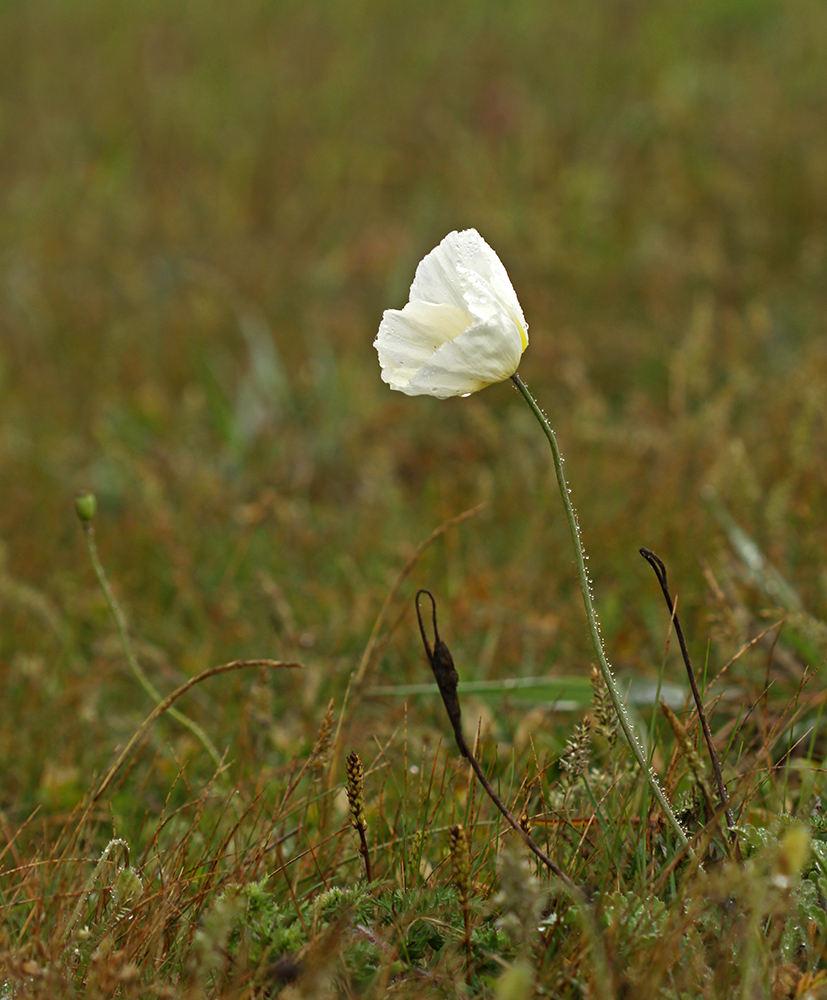 Изображение особи Papaver sokolovskajae.