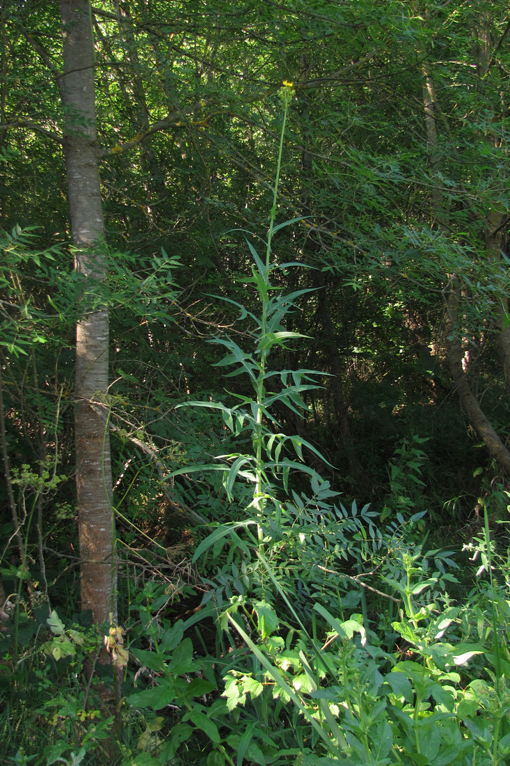 Image of Sonchus palustris specimen.