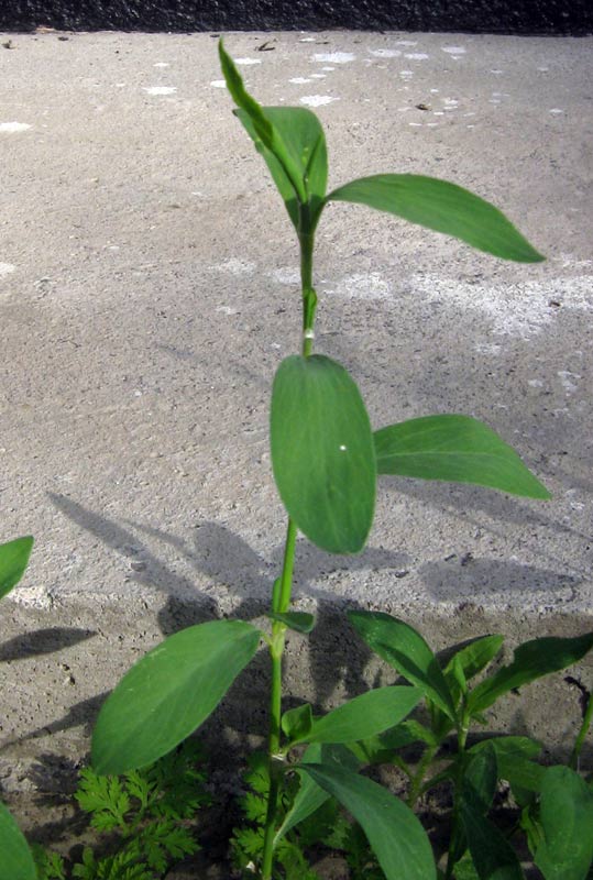 Image of Polygonum aviculare specimen.