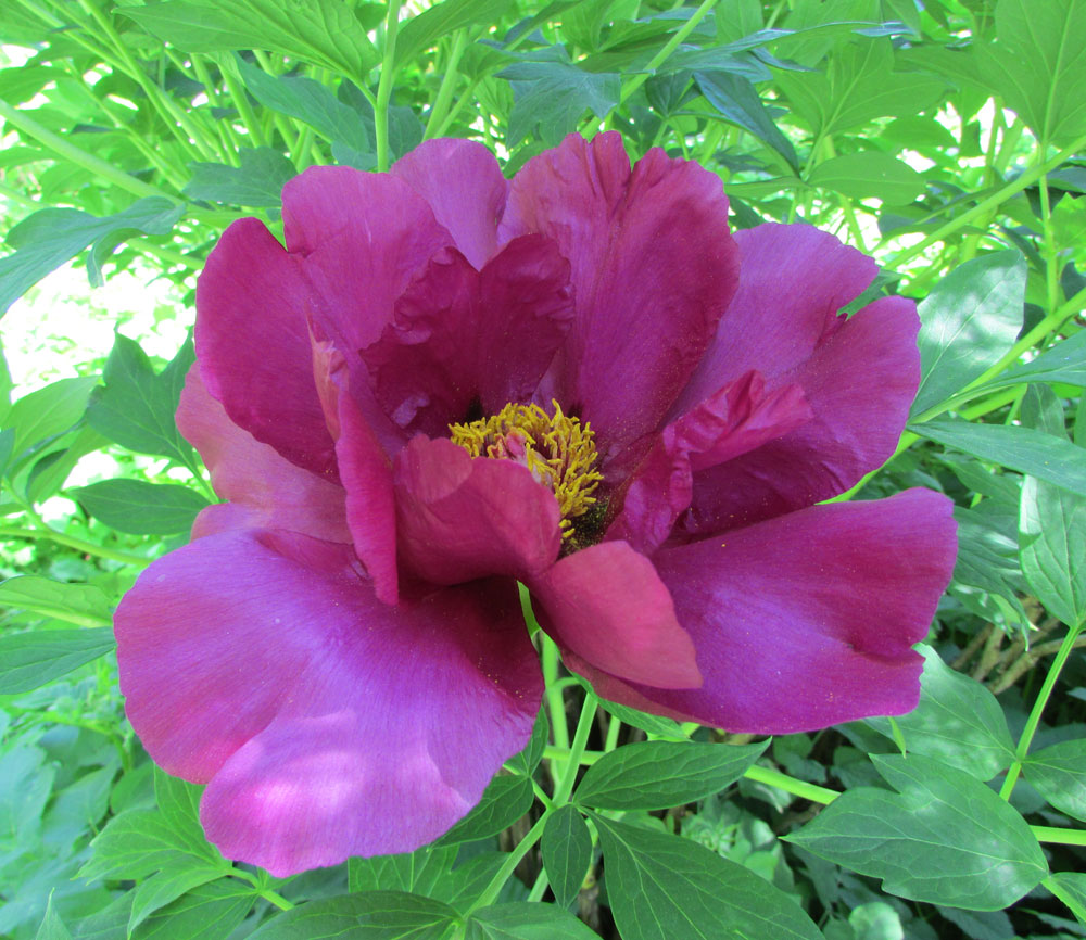 Изображение особи Paeonia suffruticosa.