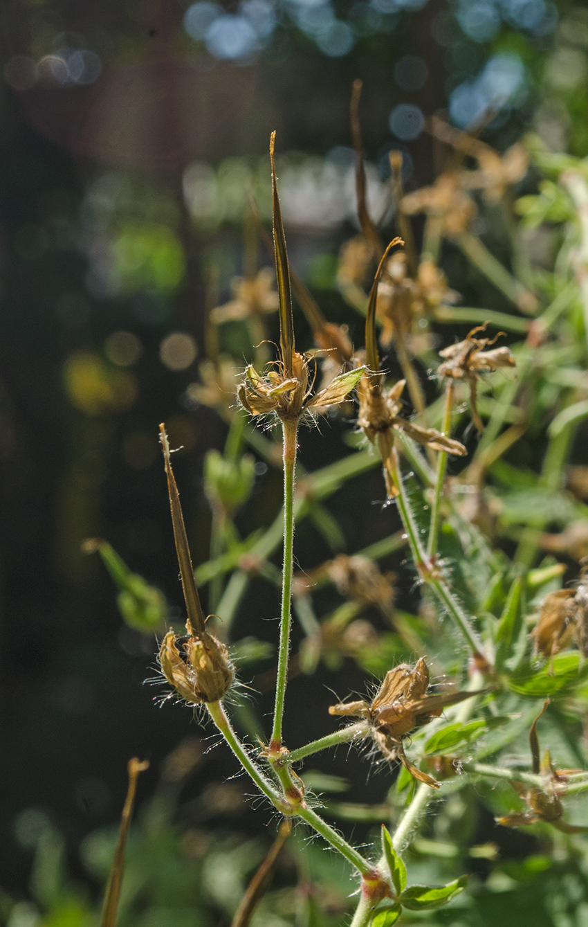 Изображение особи Geranium phaeum.