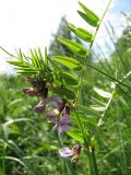 Vicia sepium