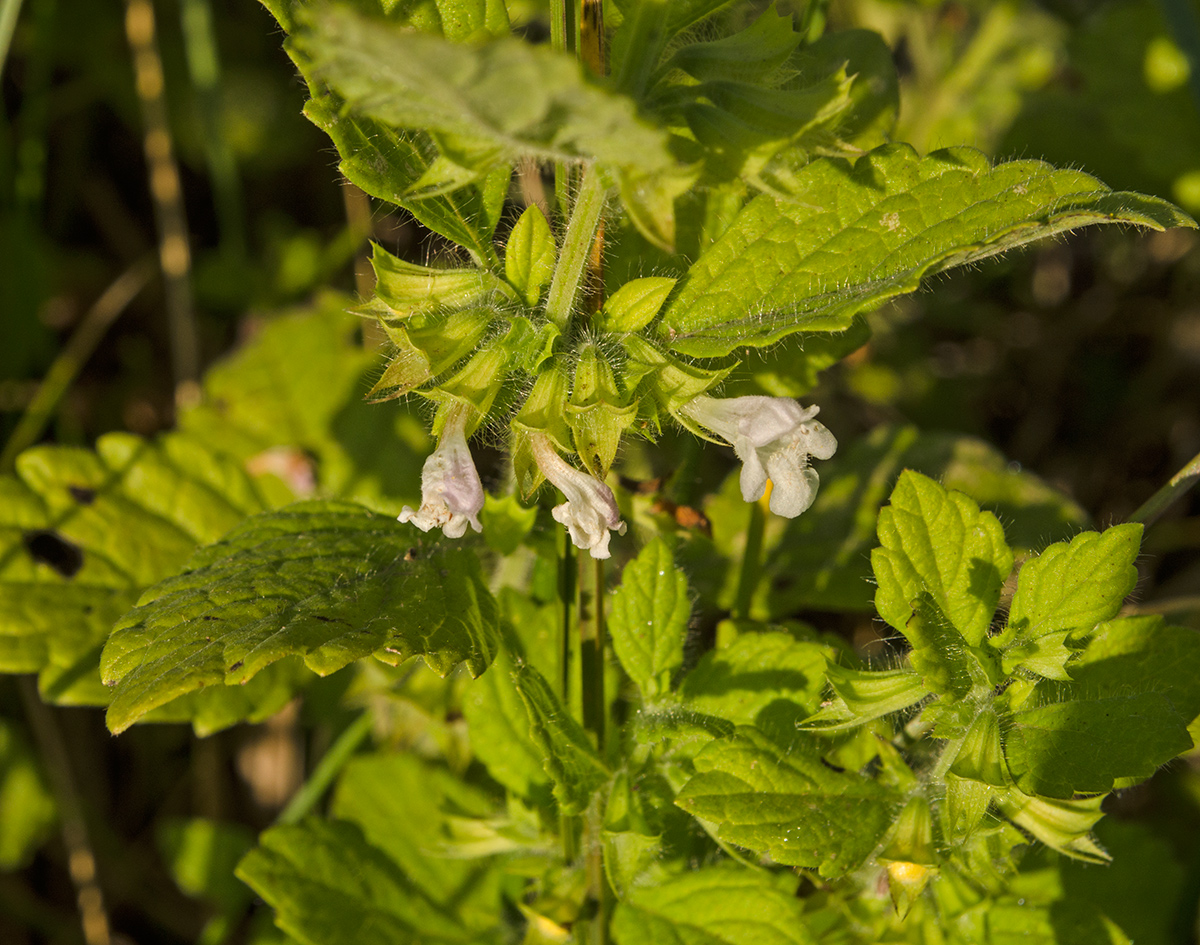 Изображение особи Melissa officinalis.