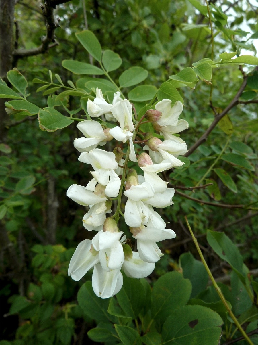 Изображение особи Robinia pseudoacacia.