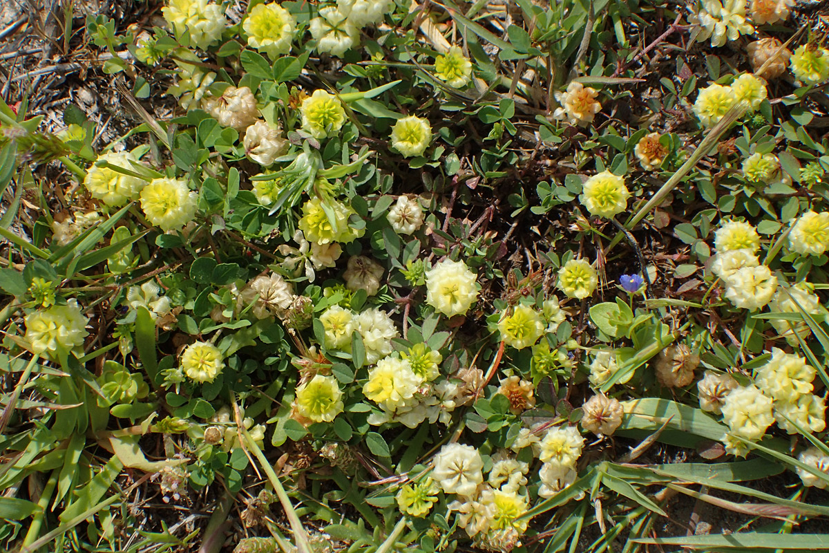 Изображение особи Trifolium campestre.