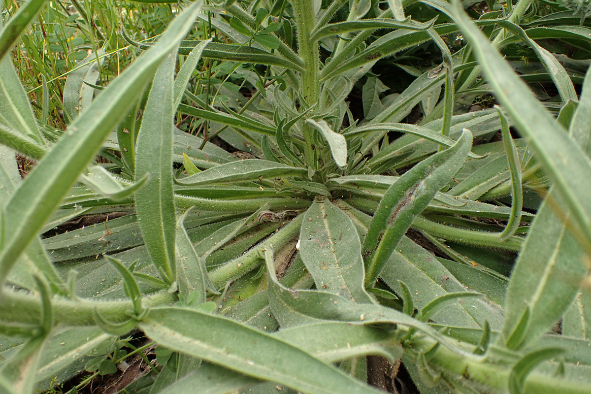 Image of Echium biebersteinii specimen.