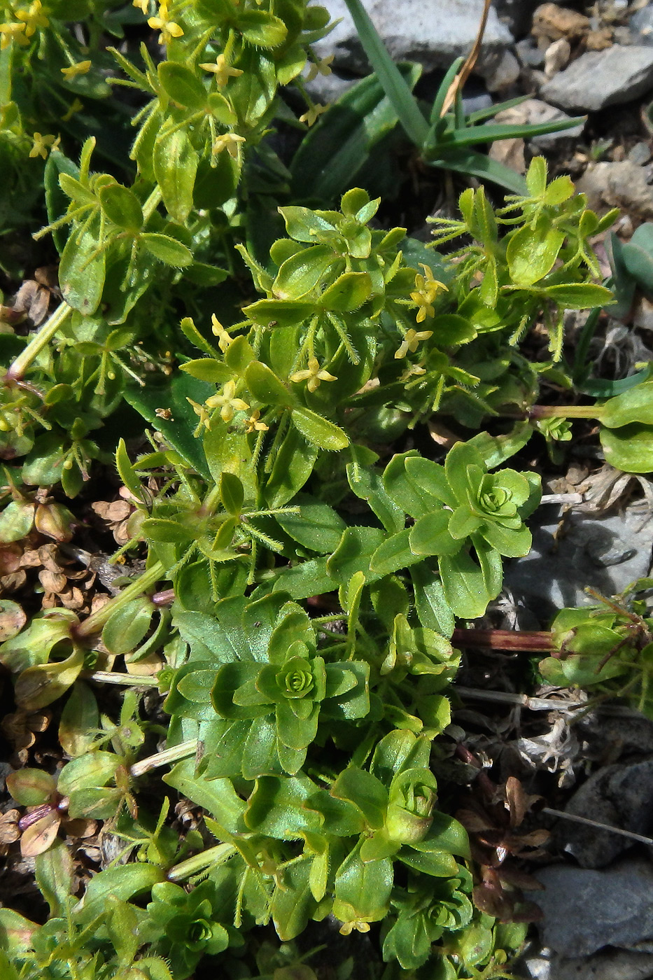 Image of Cruciata valentinae specimen.