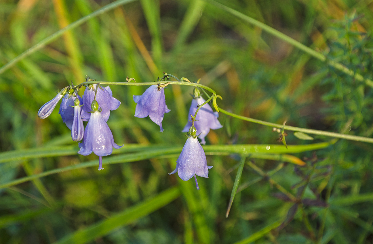 Изображение особи Adenophora liliifolia.