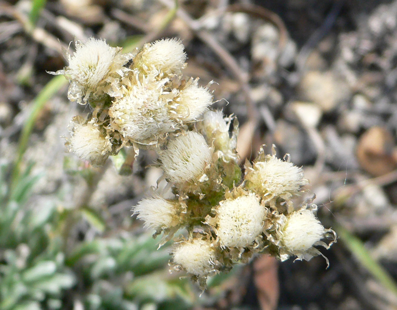 Image of genus Antennaria specimen.