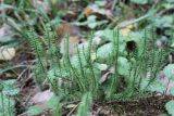 Lycopodium annotinum. Побеги вегетирующего растения. Тверская обл., Конаковский р-н, ст. Донховка, под пологом влажного смешанного леса. 13 октября 2018 г.